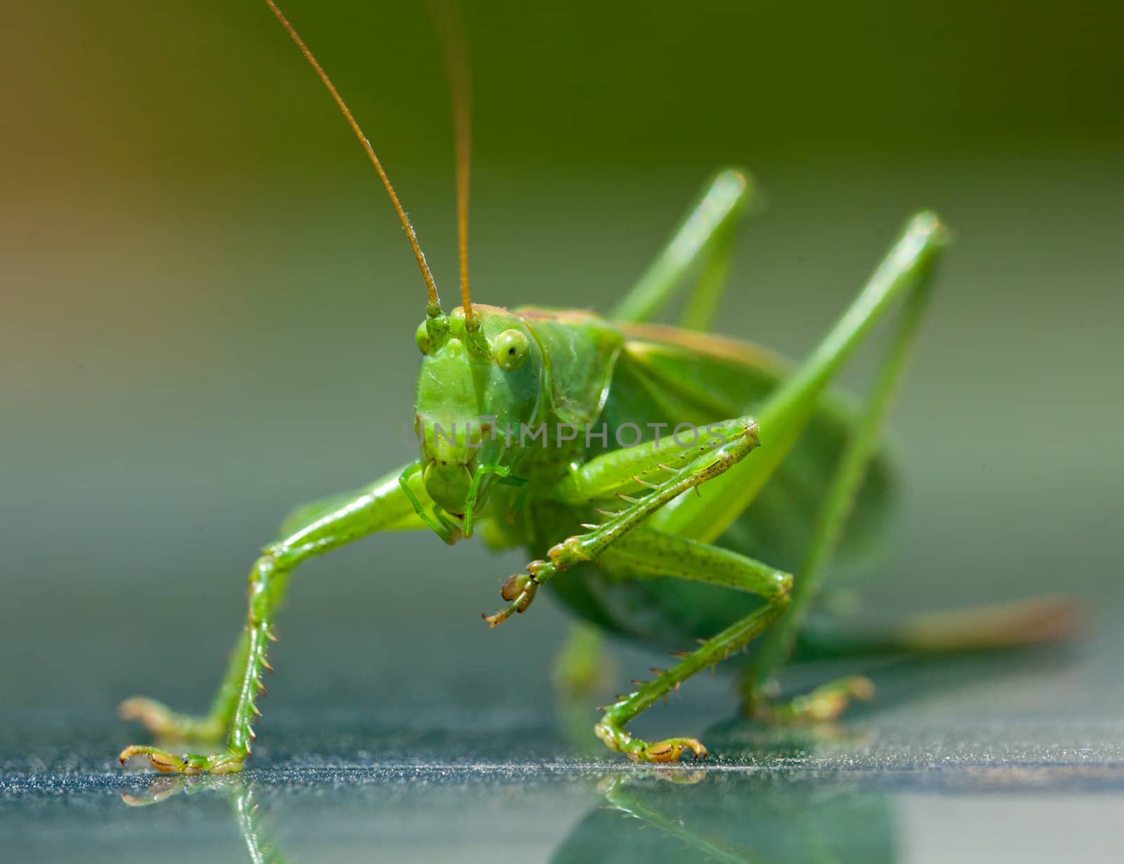 Close-up shot of a grasshopper sitting on a shiny surface