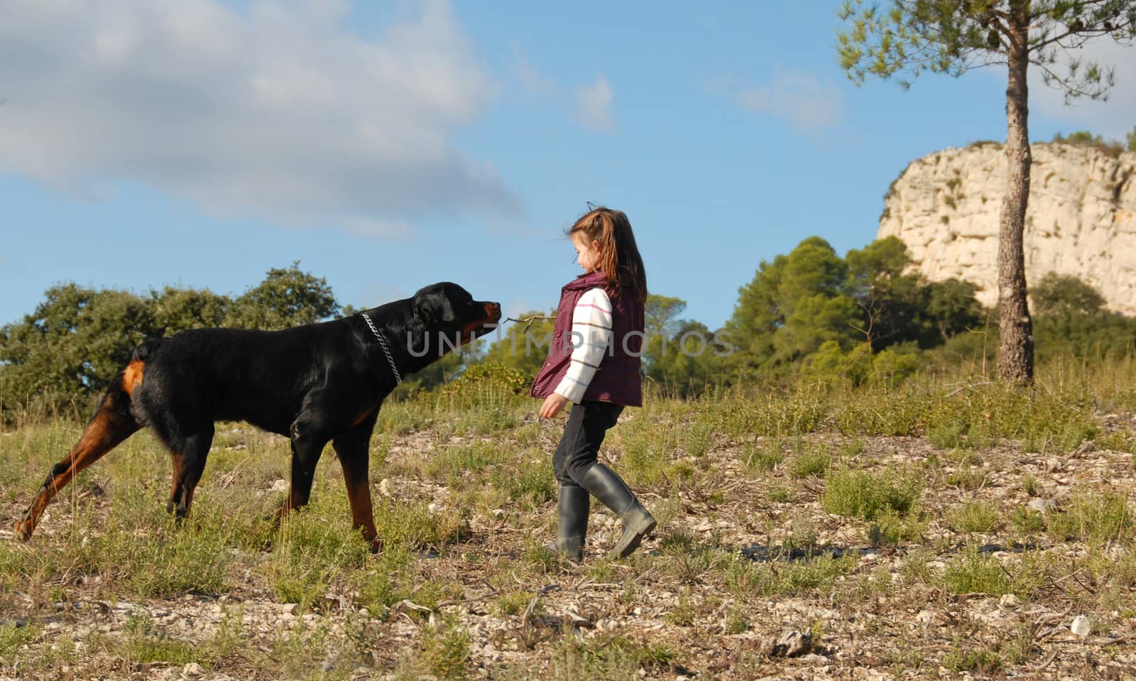 little girl playing with her friend purebred rottweiler