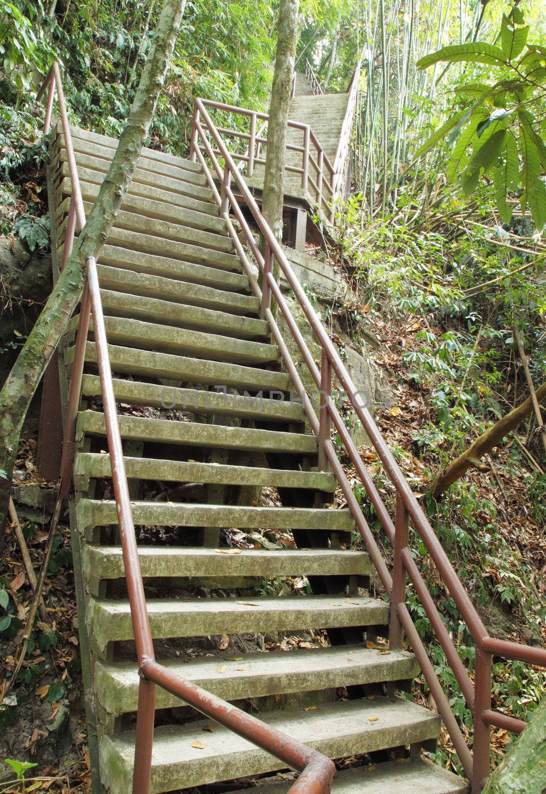 stairway to jungle, Khao Yai national park, Thailand