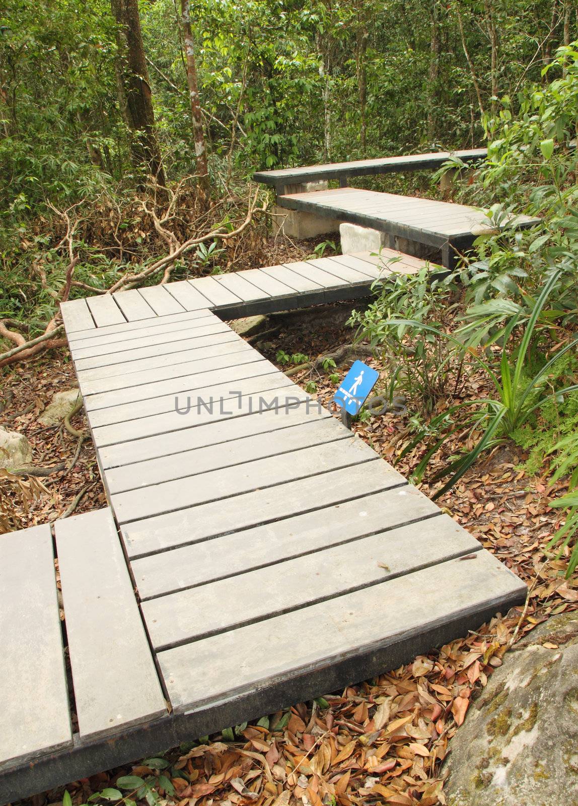 wooden boardwalk in forest with walkway sign, Khao Yai national park, Thailand