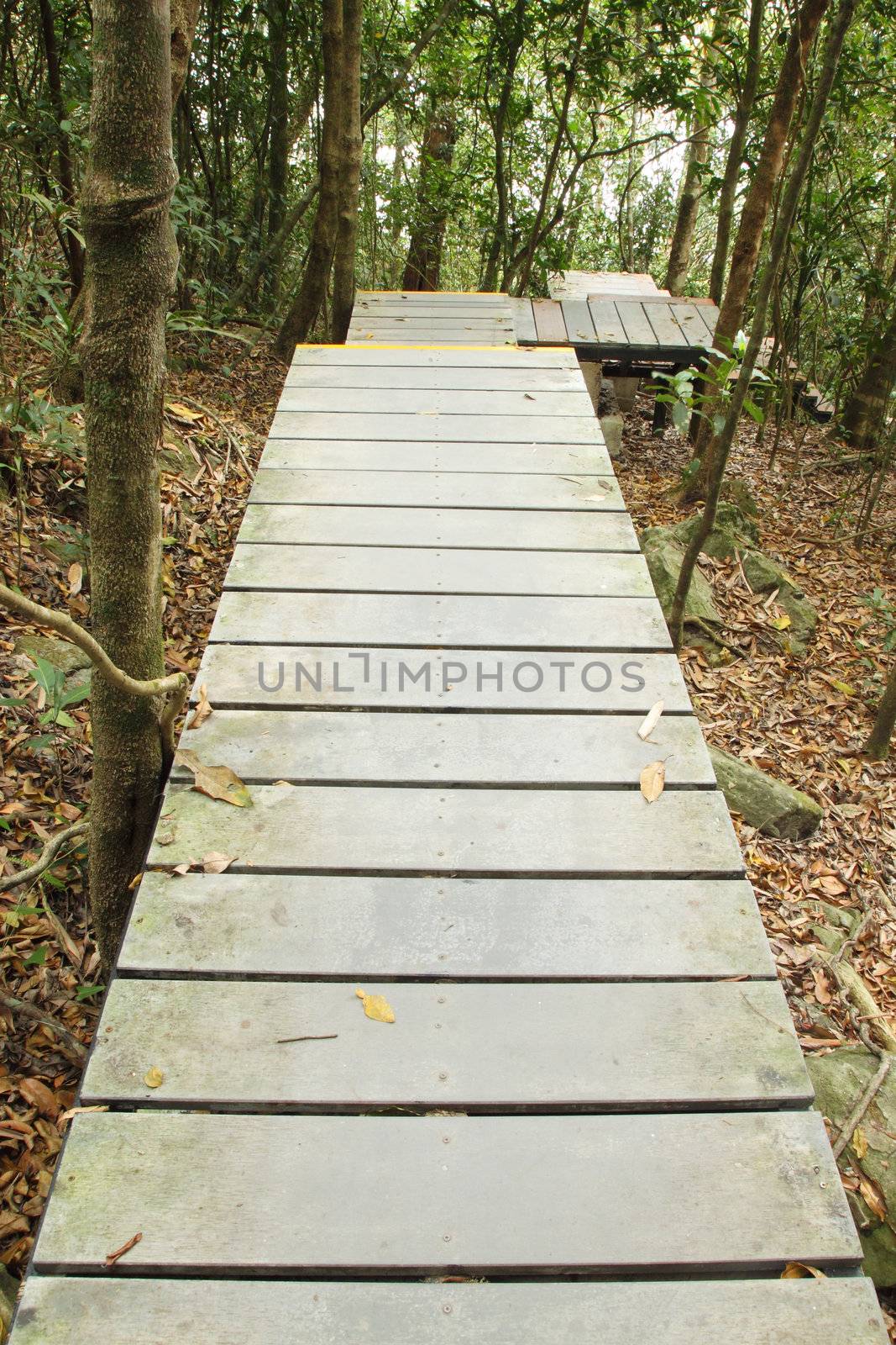 wooden boardwalk in forest by geargodz