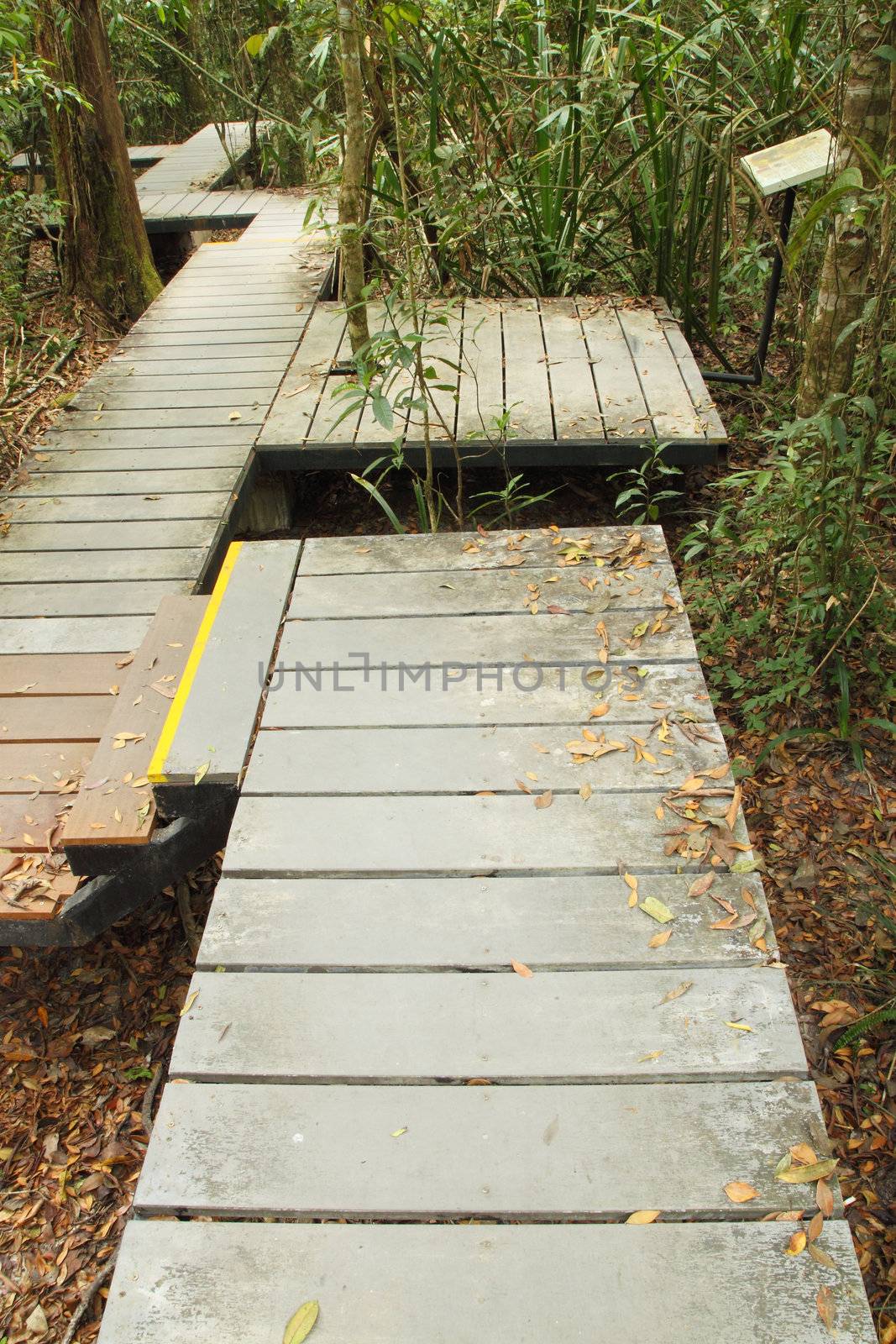 wooden boardwalk in forest by geargodz