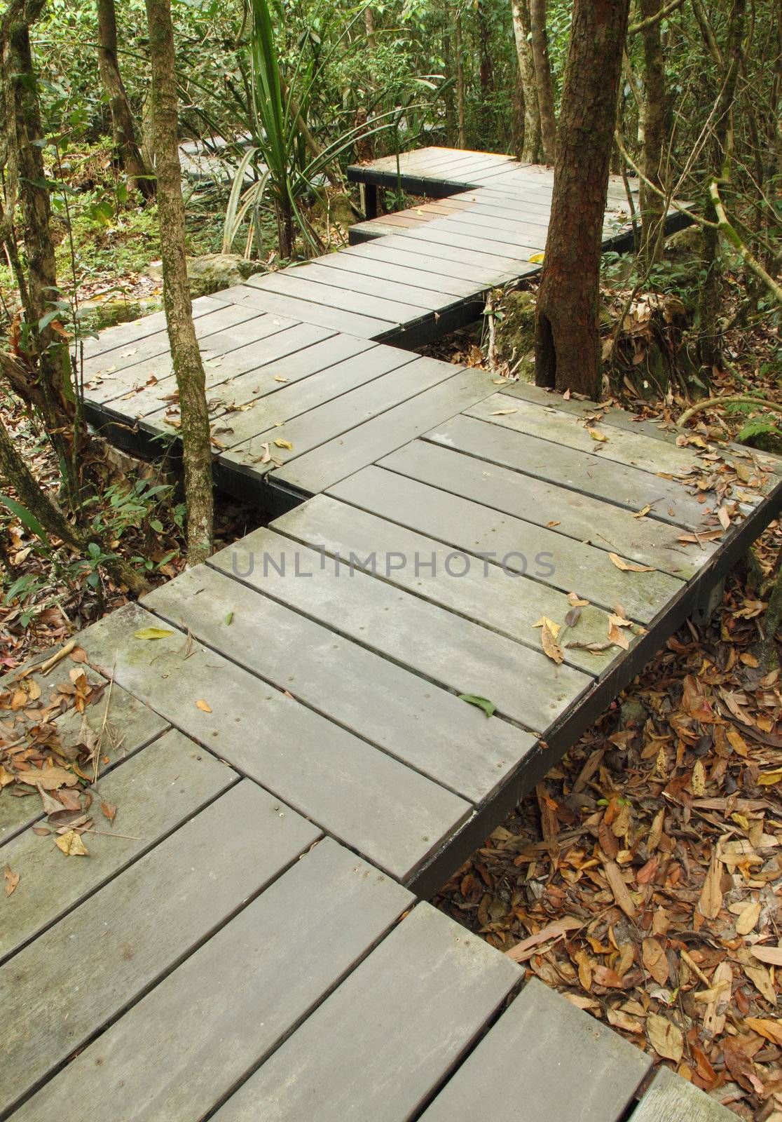 wooden boardwalk in forest by geargodz