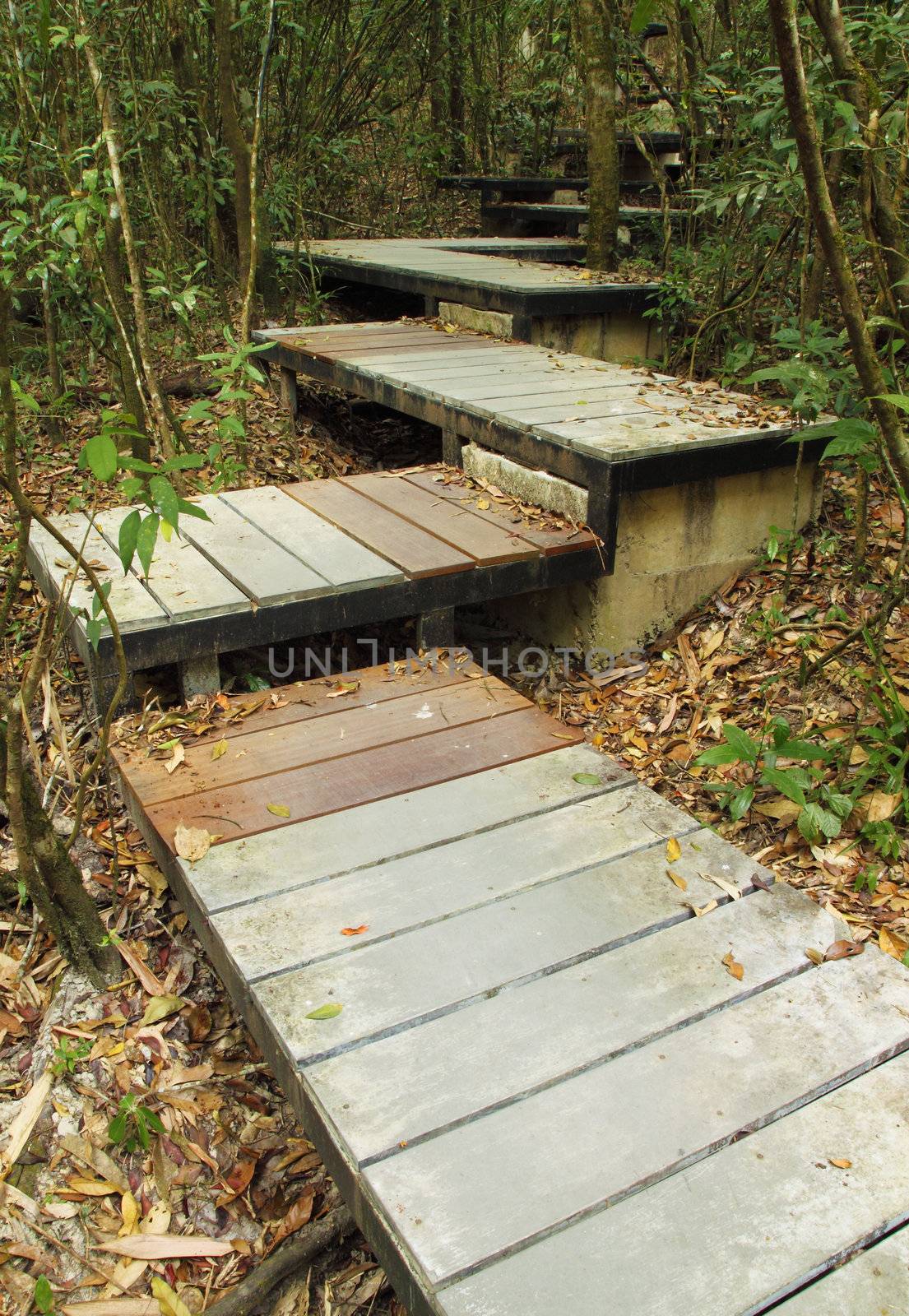 wooden boardwalk in forest by geargodz