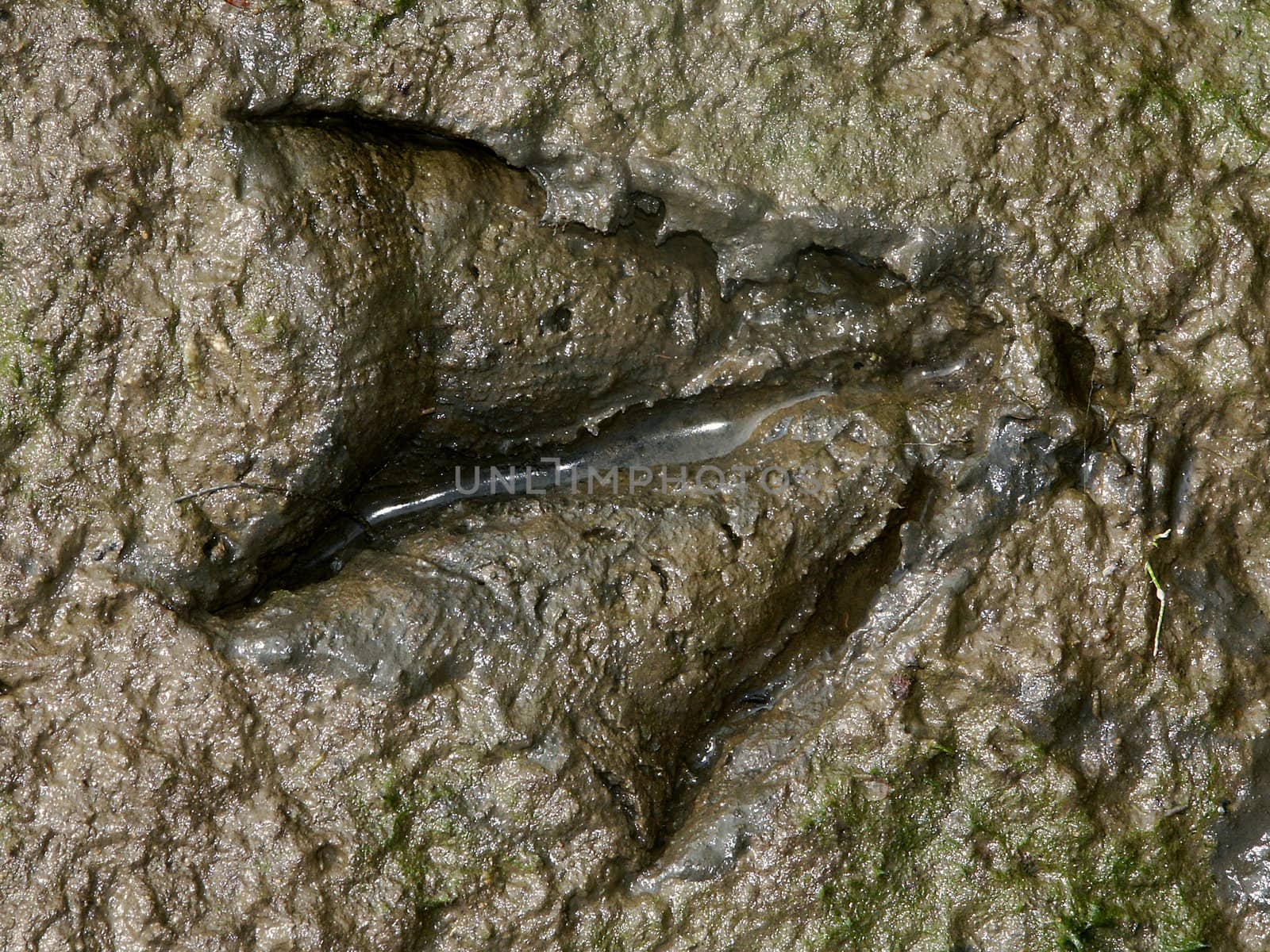 Waterfowl track in a muddy substrate in Illinois.