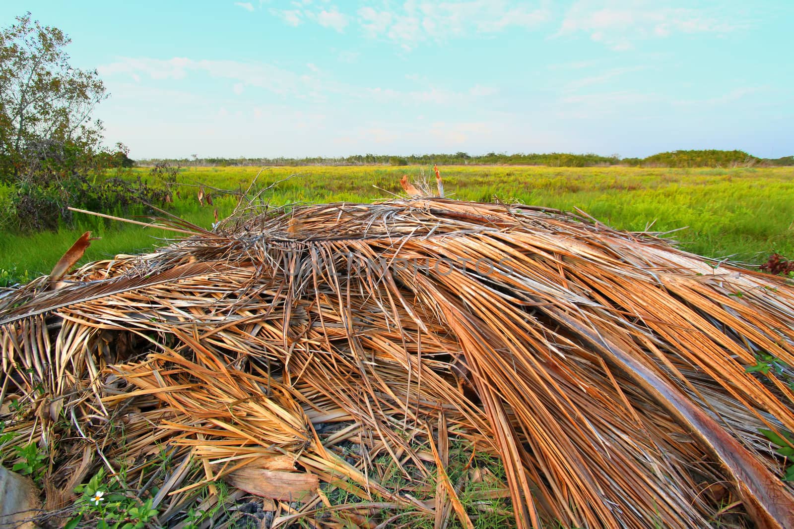 Everglades Coastal Prairie Landscape by Wirepec