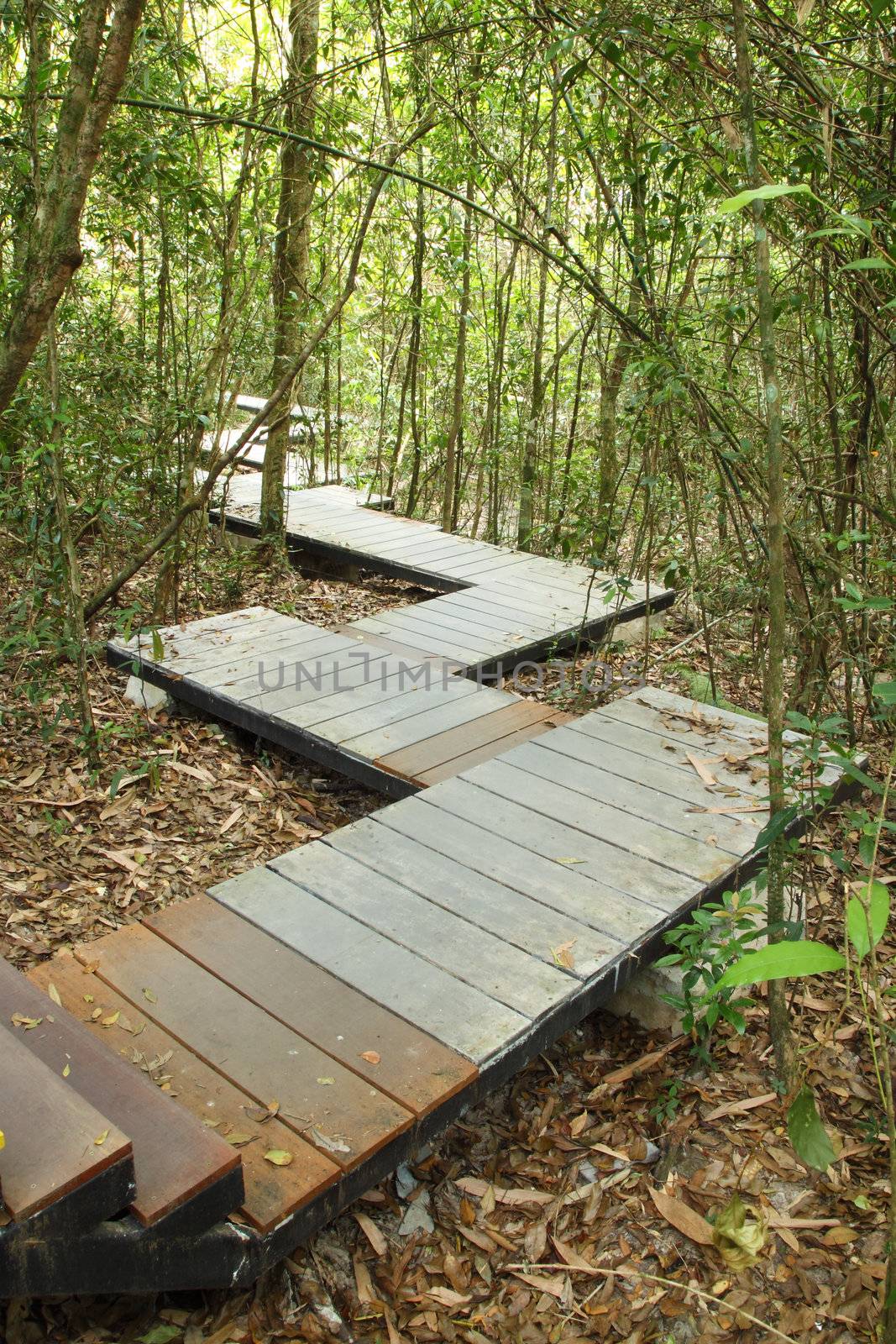 wooden boardwalk in forest by geargodz