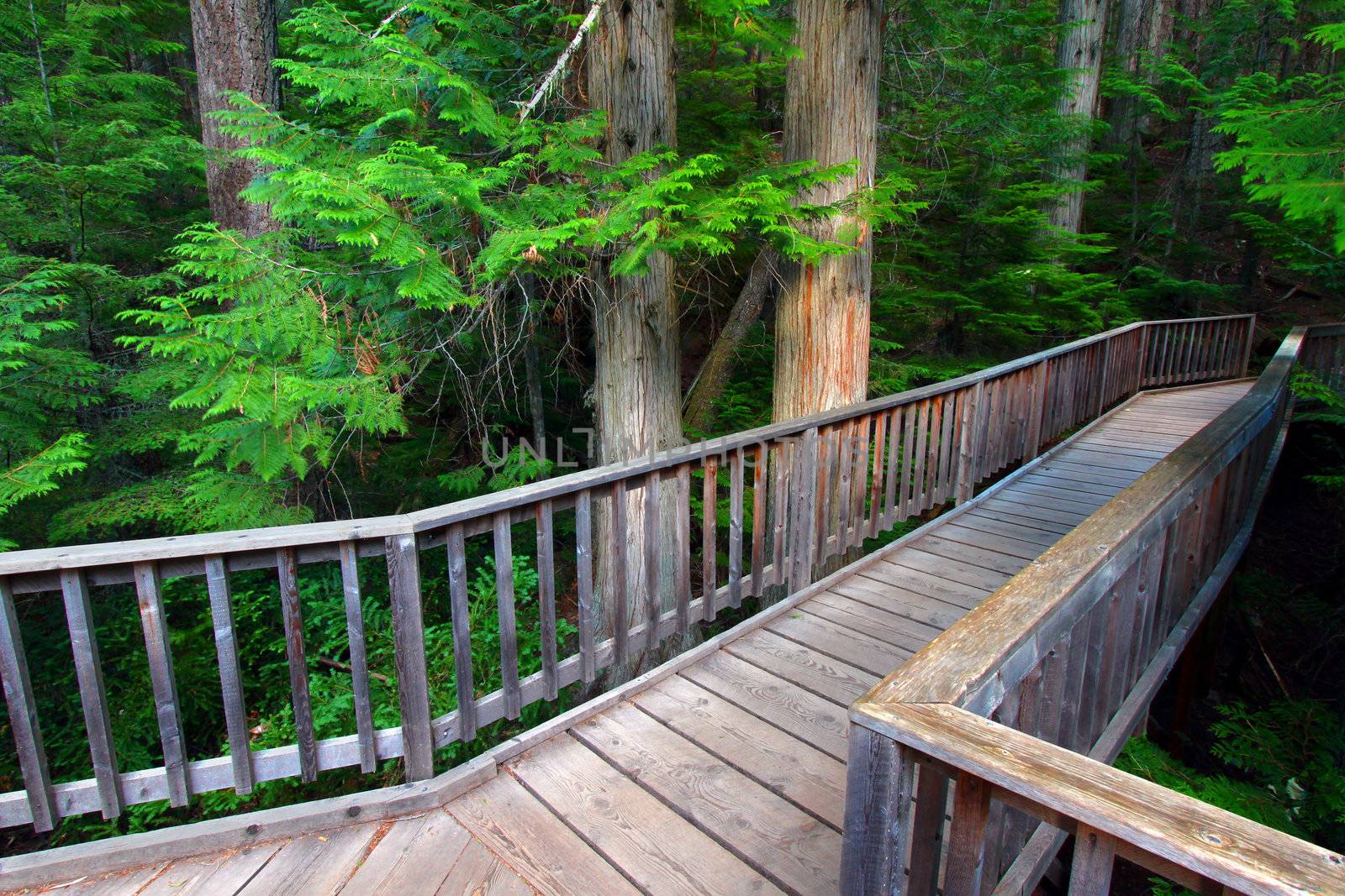 Boardwalk passing by ancient trees on the Trail of the Cedars in Glacier National Park - Montana.