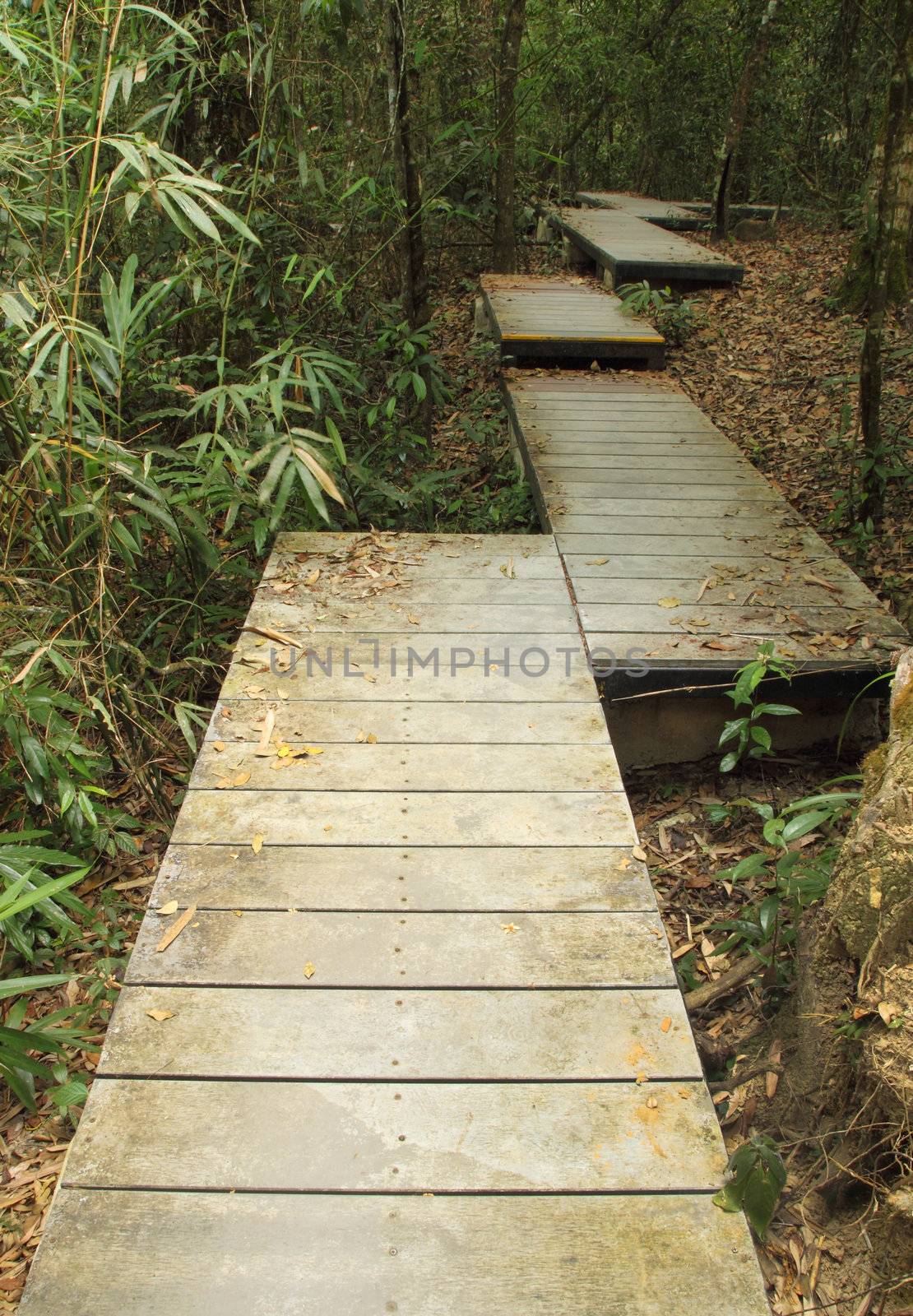 wooden boardwalk in forest by geargodz