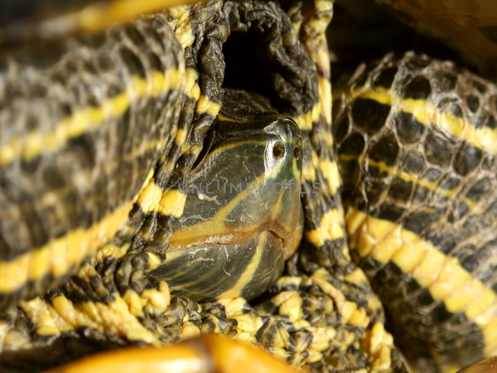 Close up of a Slider Turtle (Trachemys scripta) retreating into its shell in Illinois.