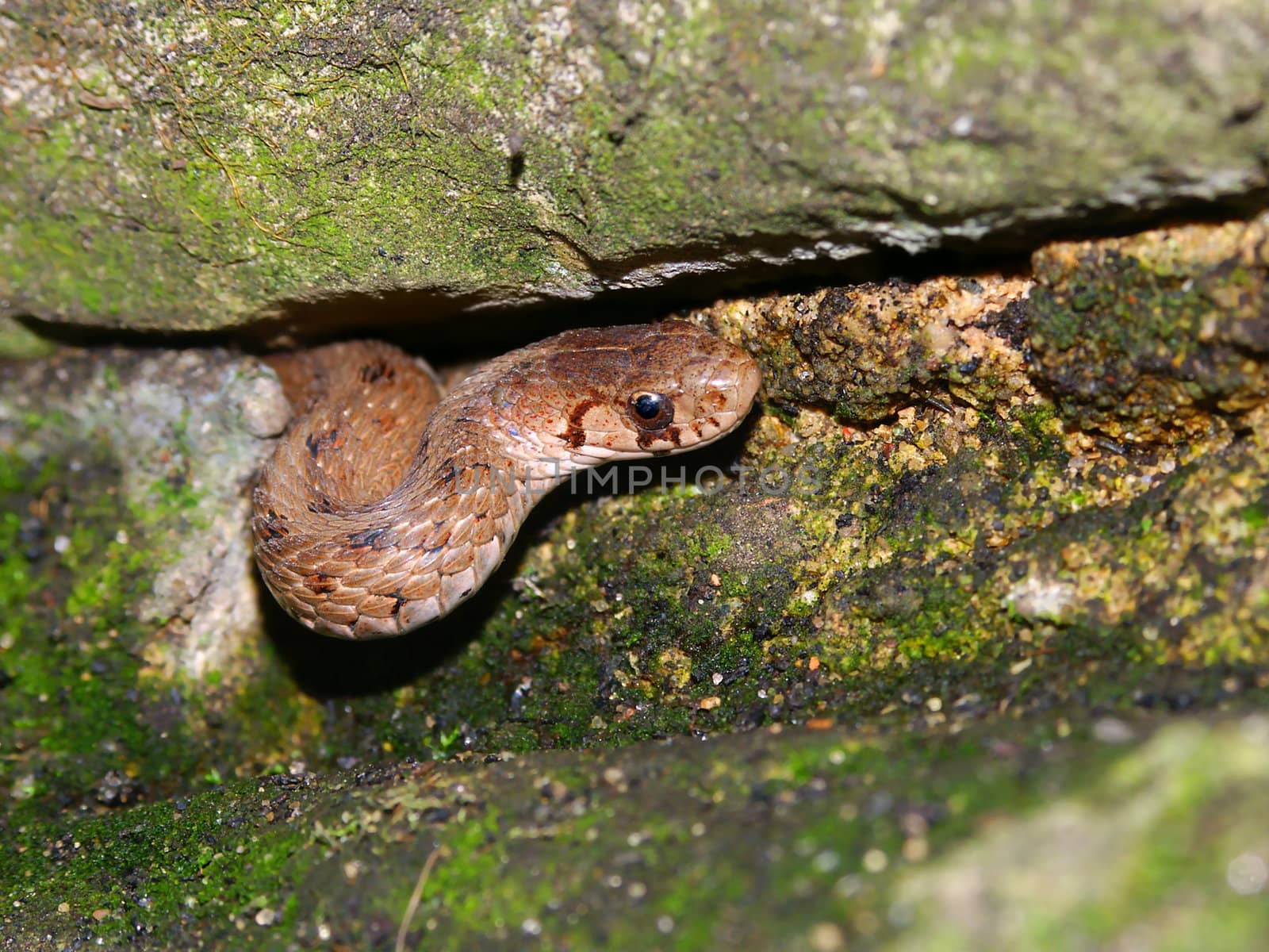 Brown Snake (Storeria dekayi) peeks out of its winter rock hideout in the spring.