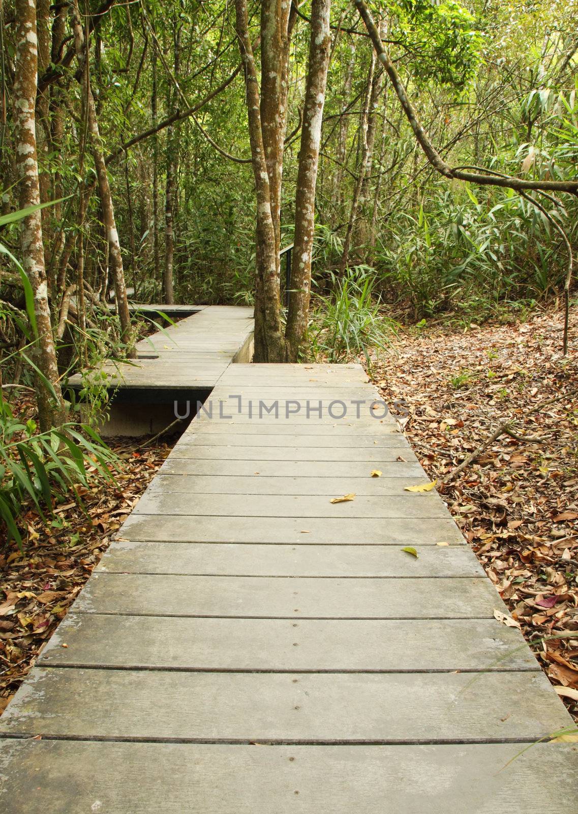 wooden boardwalk in forest, Khao Yai national park, Thailand