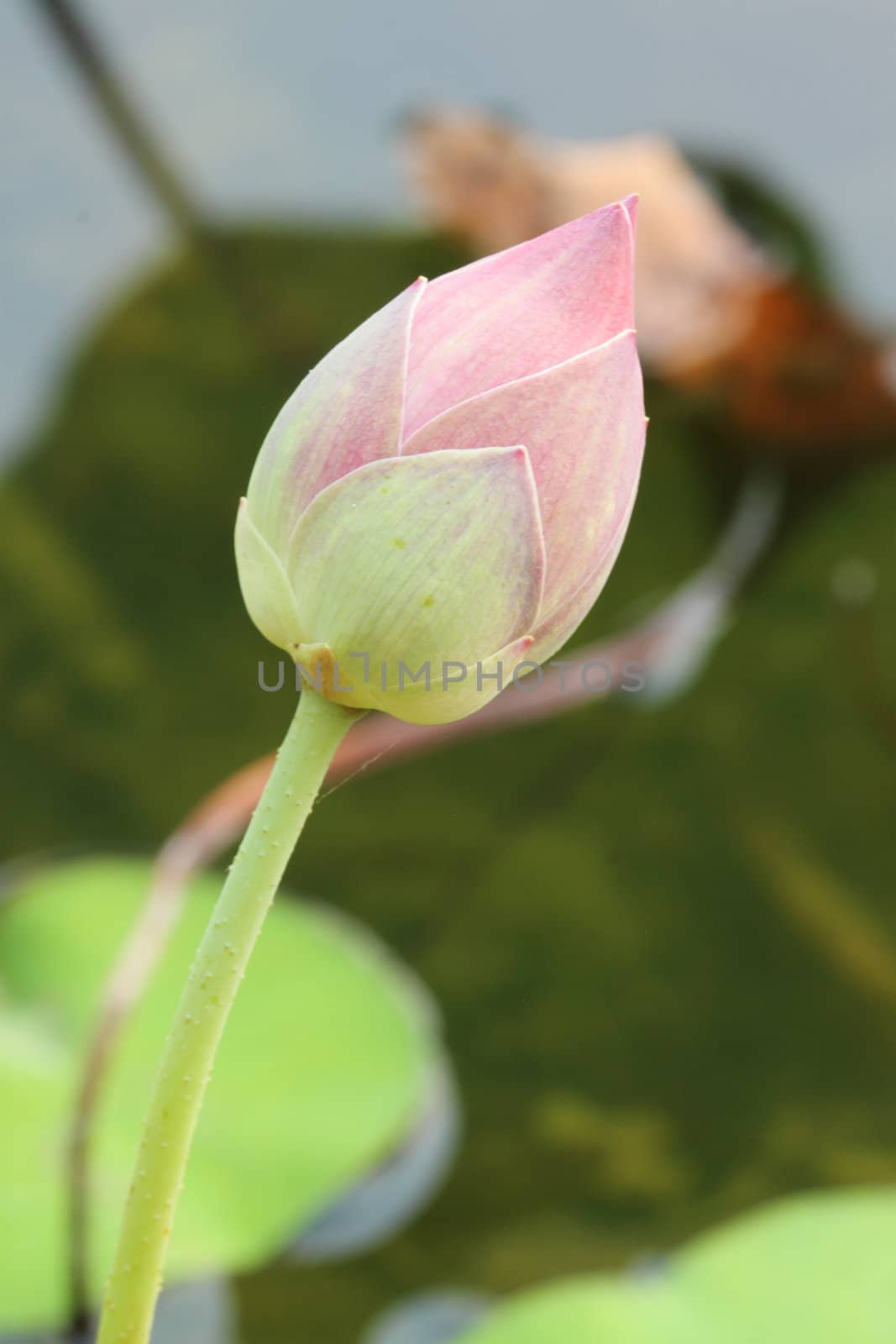 lotus bud in the pond