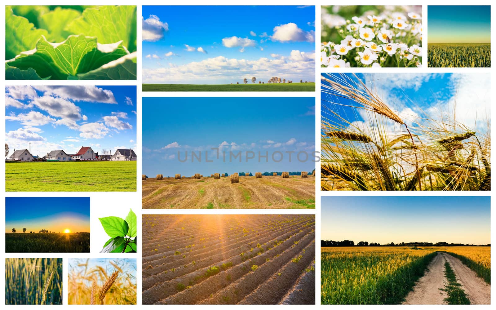 Agricultural set. Agriculture or harvest collage