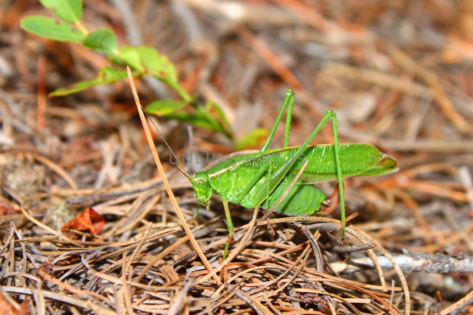 Fork-tailed Bush Katydid (Scudderia furcata) in the Northern Highland American Legion State Forest of Wisconsin.