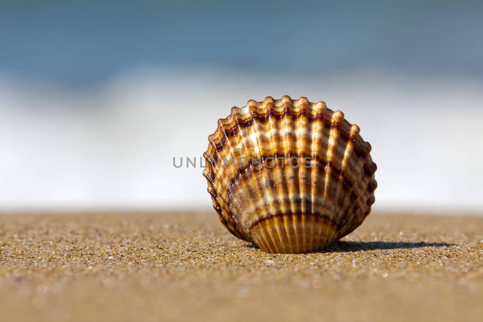 Shell in the sand against the sea