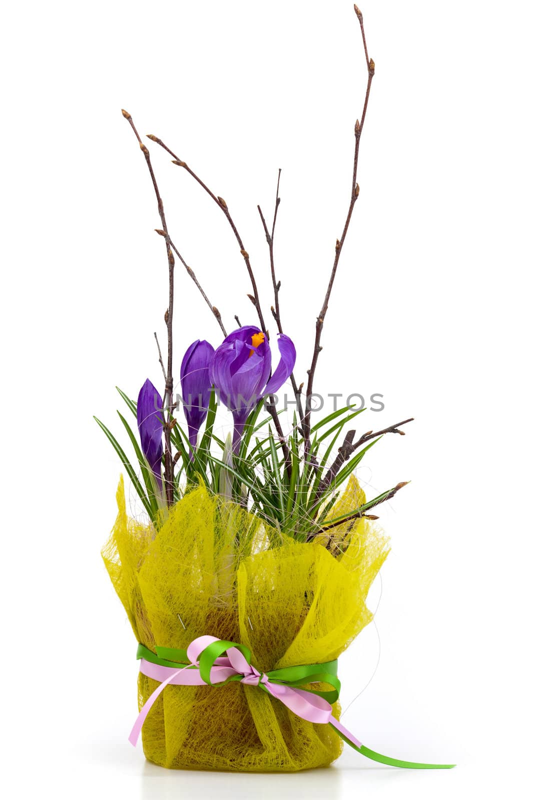 Bouquet of spring crocuses in a decorative box on a white background.