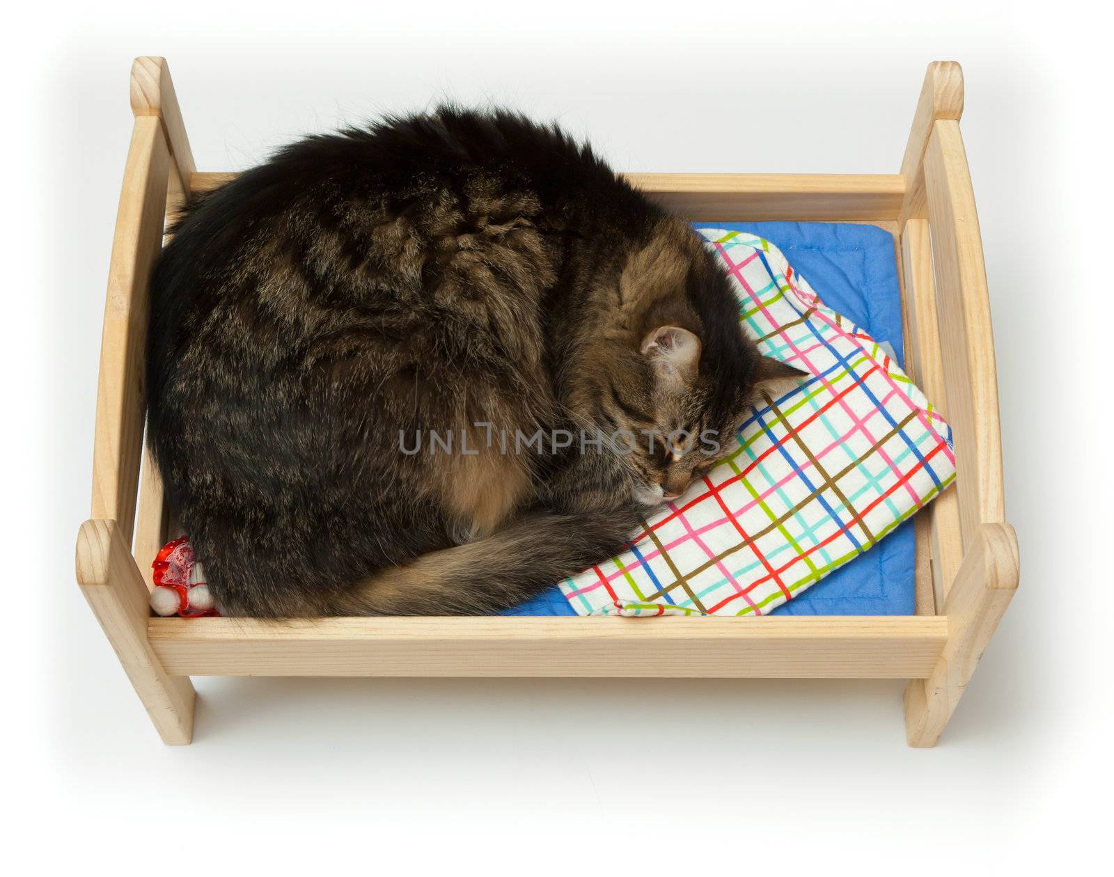 Cat, curled up asleep in a children's toy crib