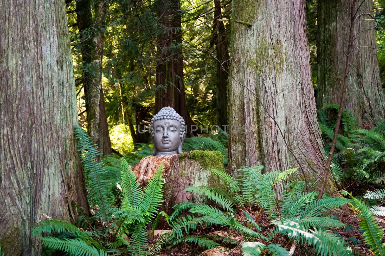 Buddha head in a forest