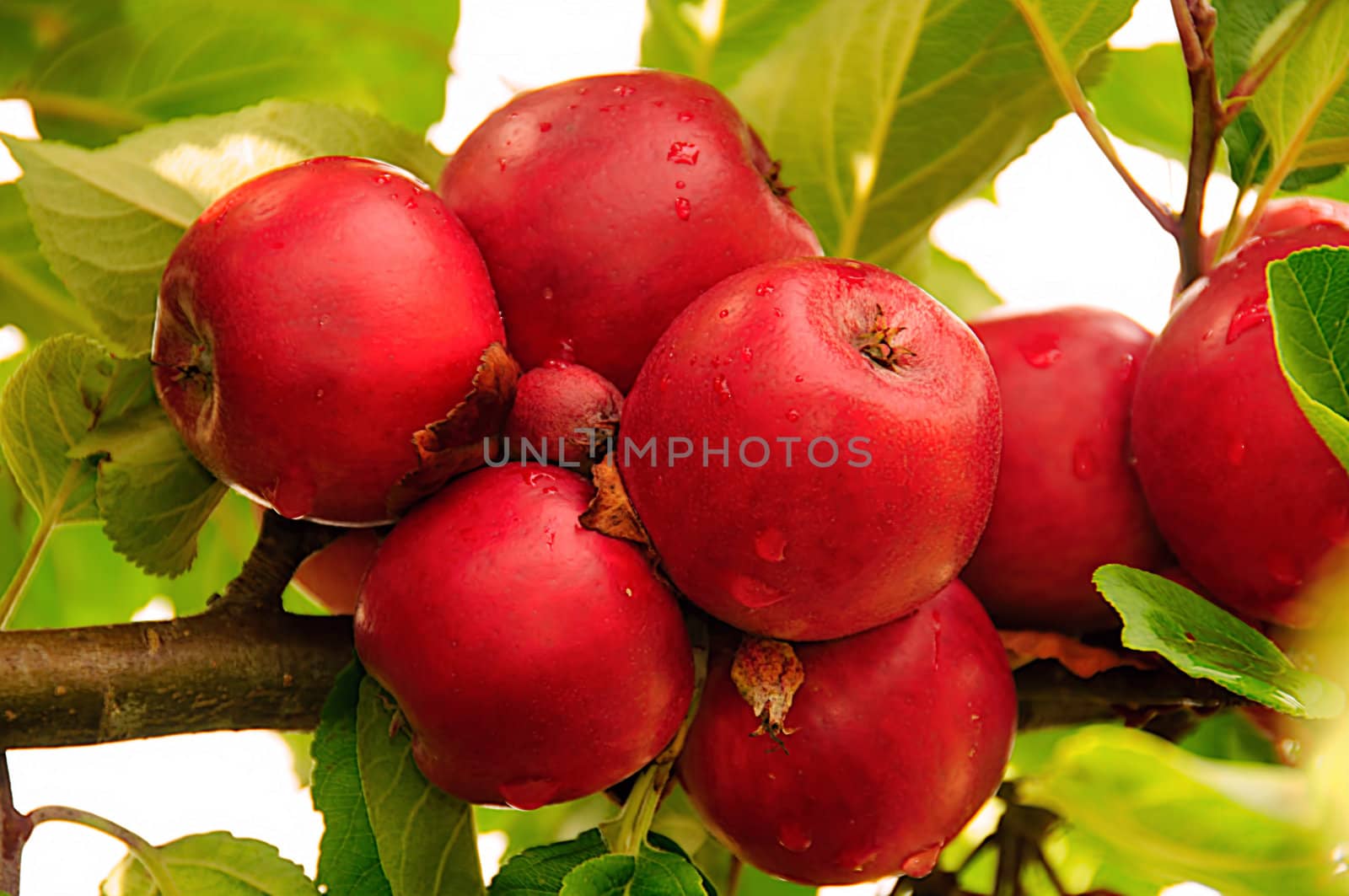 Red apples by GryT