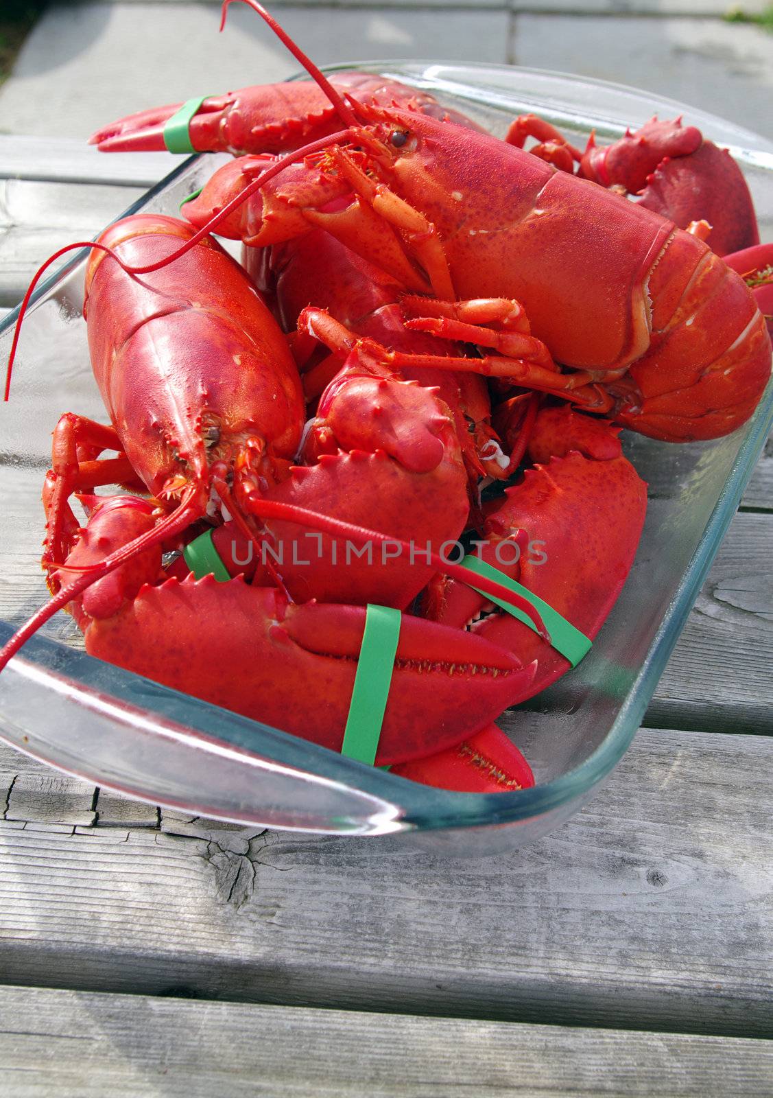 Freshly Cooked Lobster by edcorey