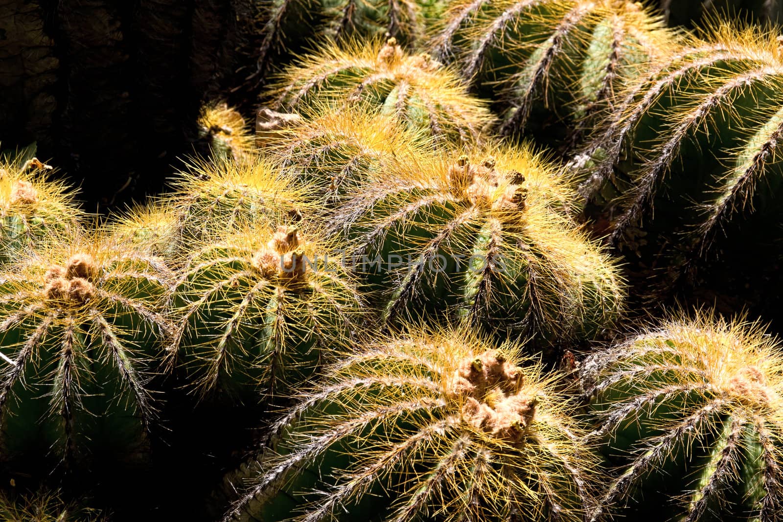 Golden Barrel Cactus by wolterk