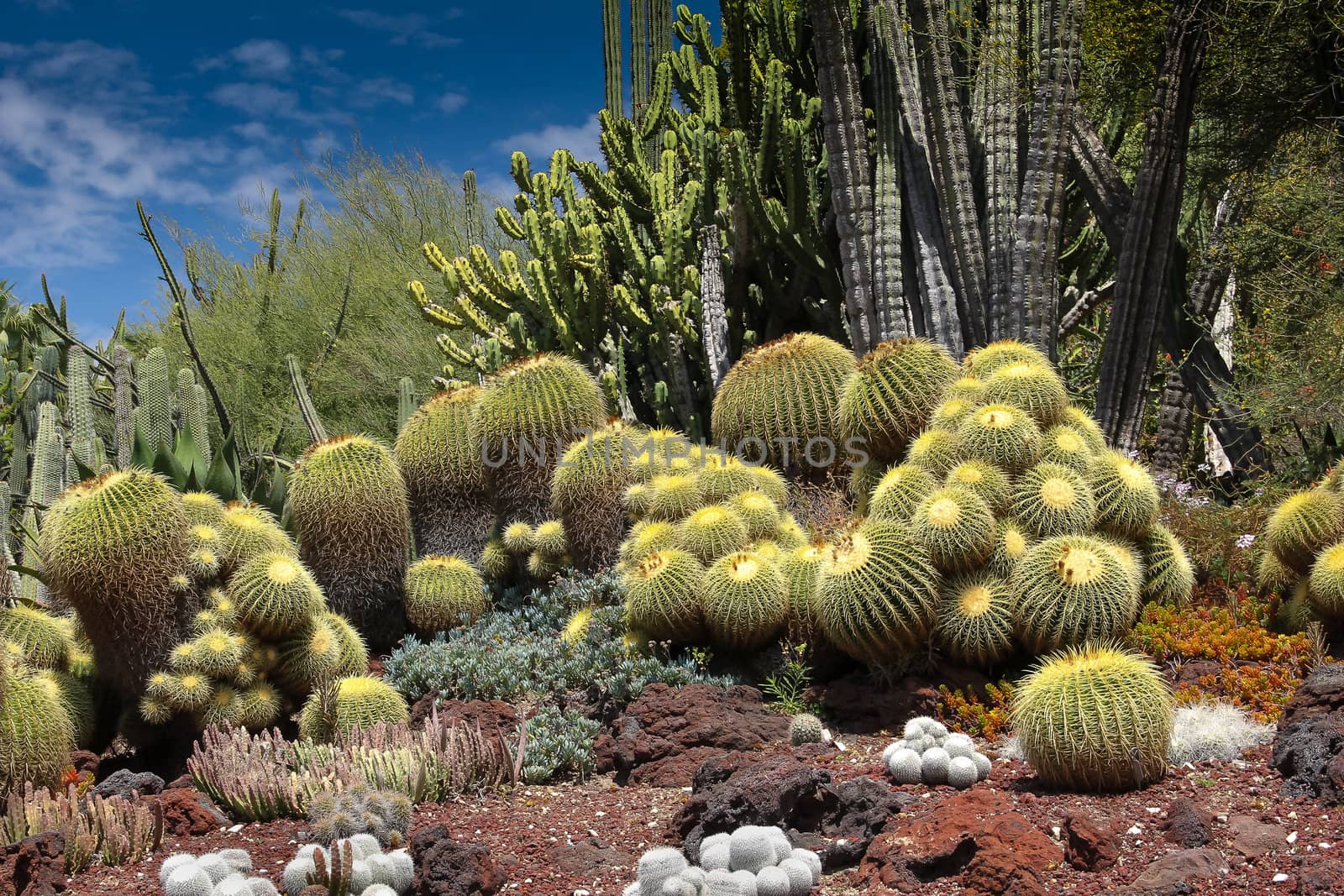 A desert garden of stunning cacti with cobalt blue sky.