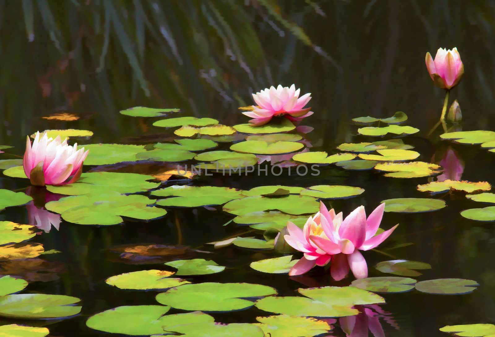 Lily pads on the pond with pastel flowers in bloom.