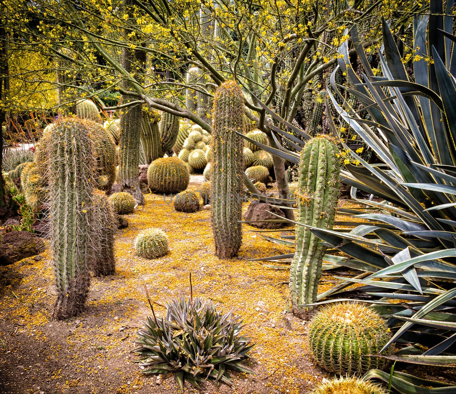 A desert garden of stunning cacti under a yellow blooming tree.