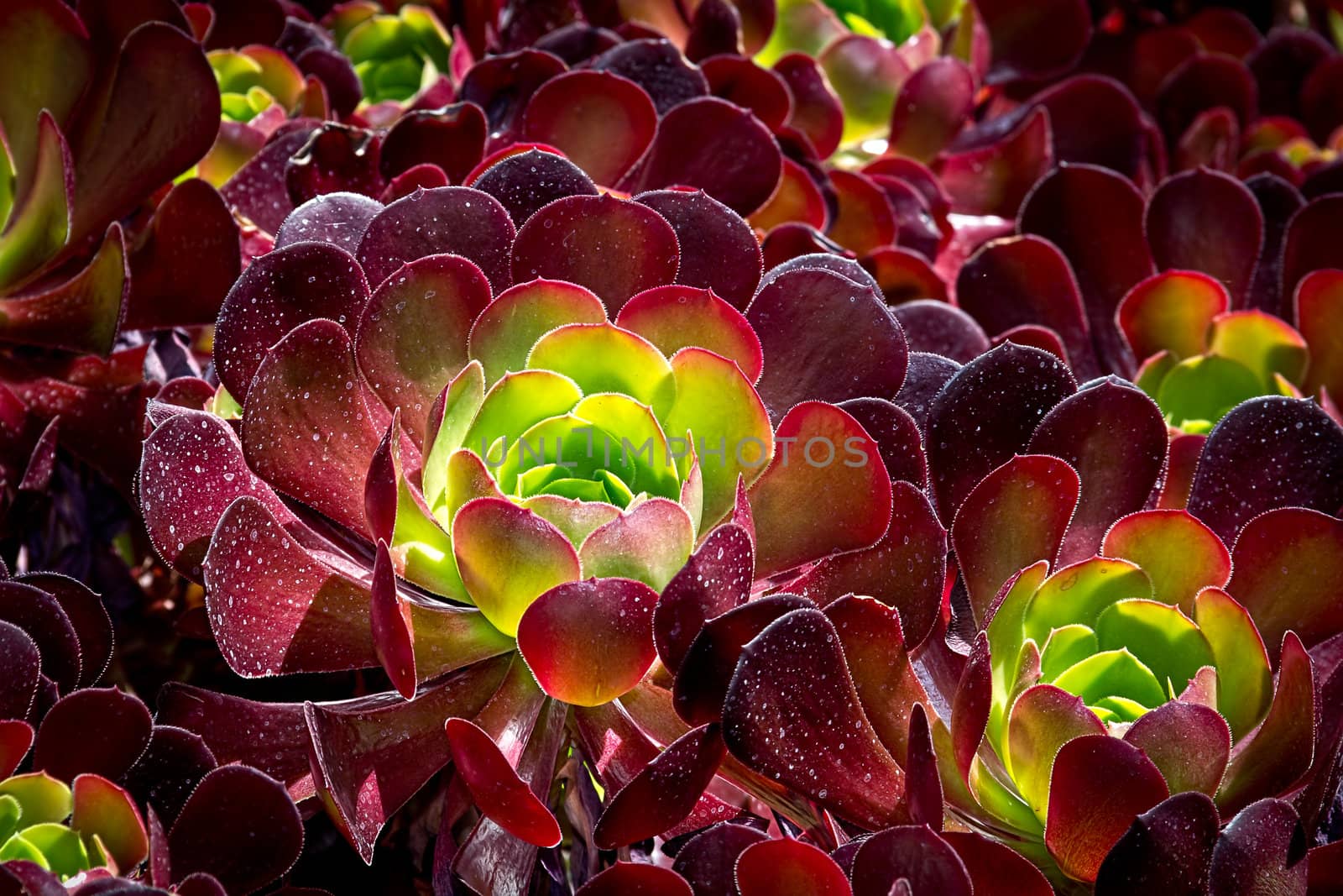 Burgandy Colored Succulent by wolterk