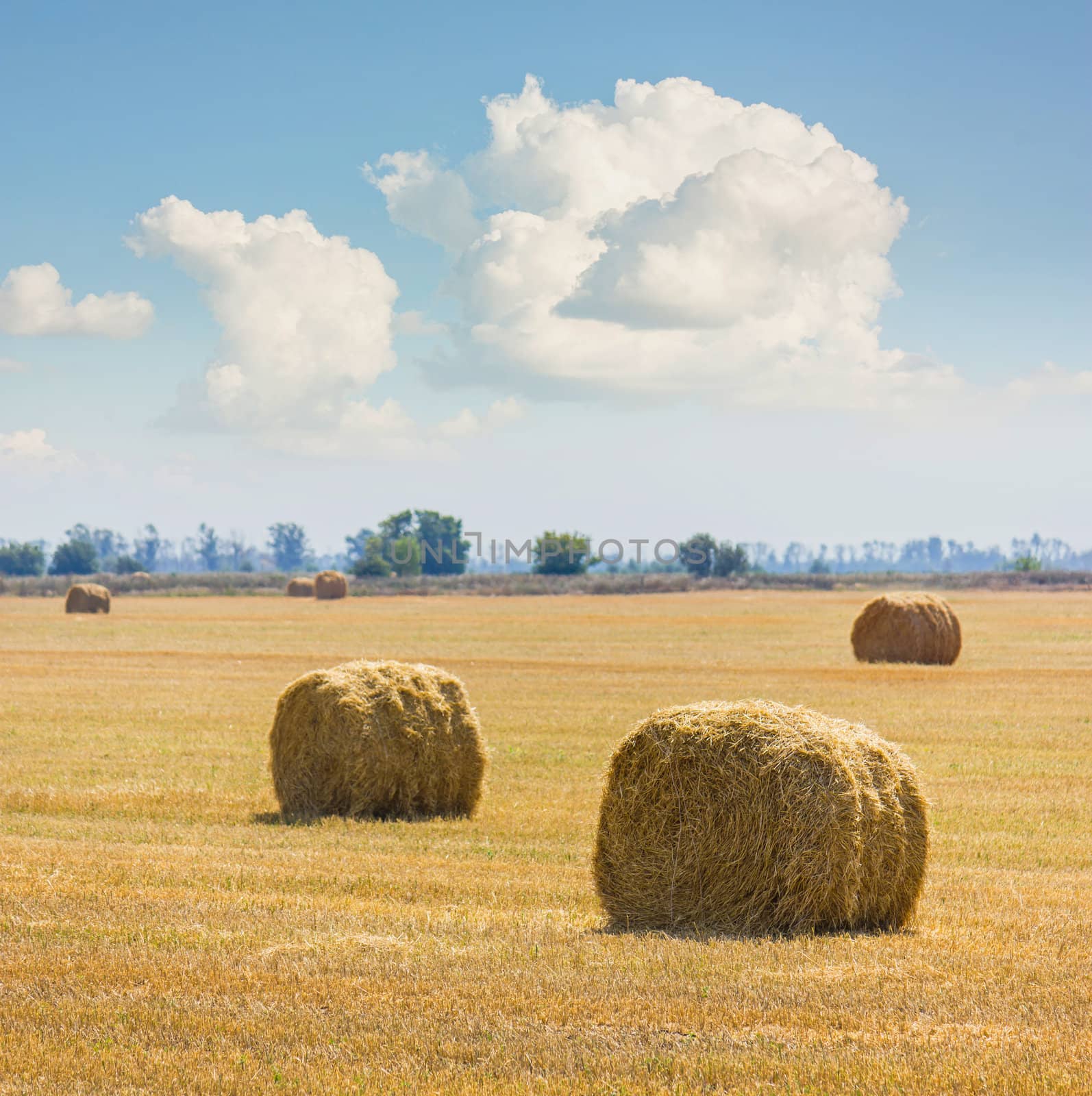 The rolls of straw in the summer on the field