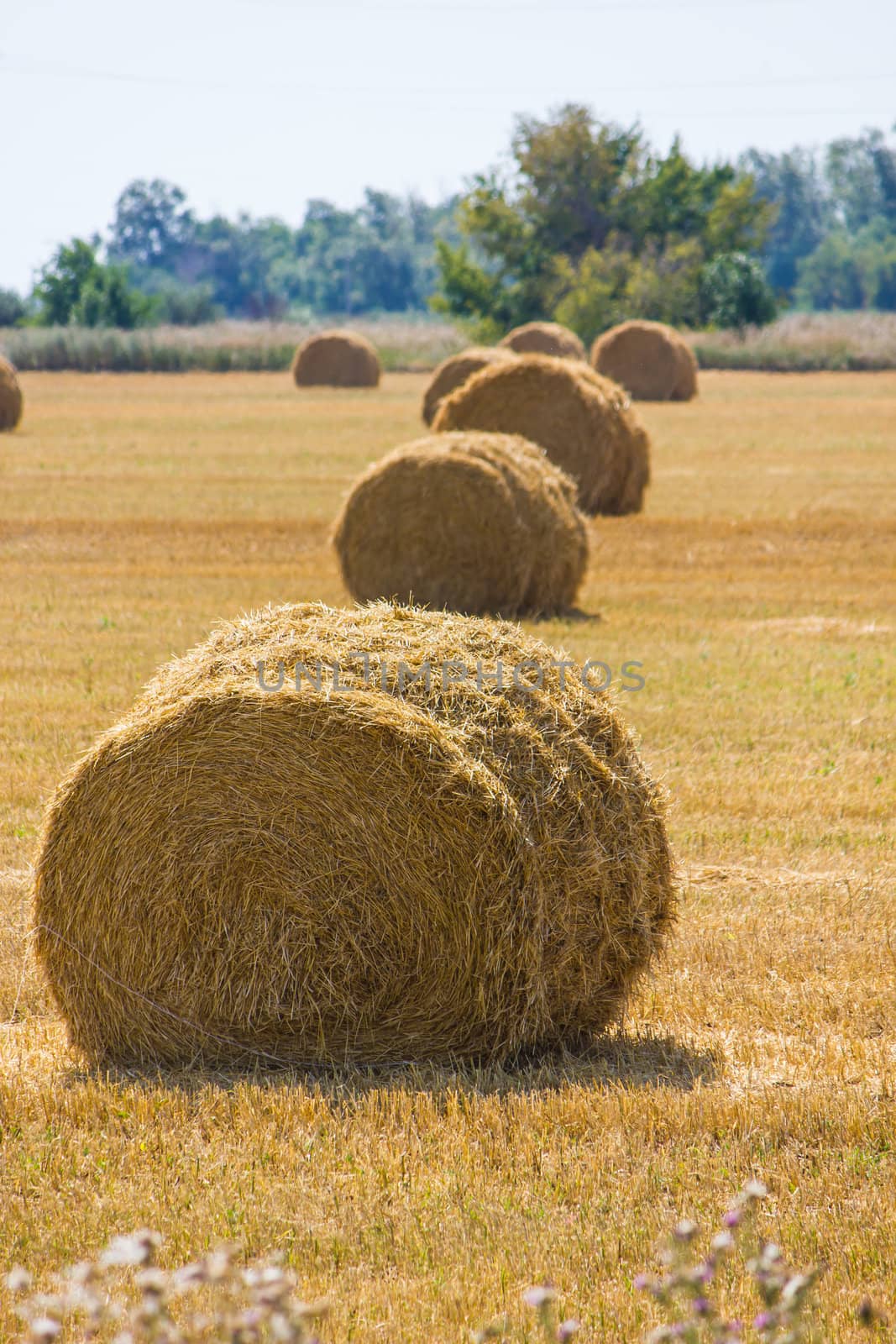 The rolls of straw in the summer on the field
