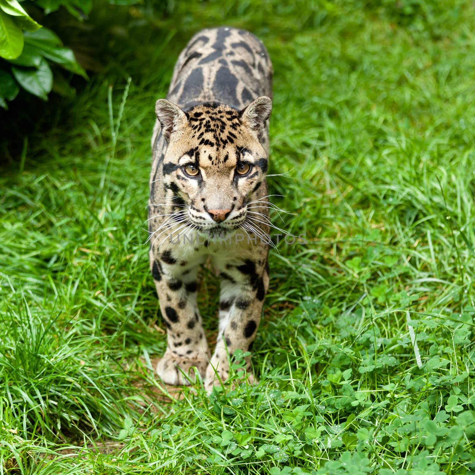 Clouded Leopard Standing on Grass Neofelis Nebulosa
