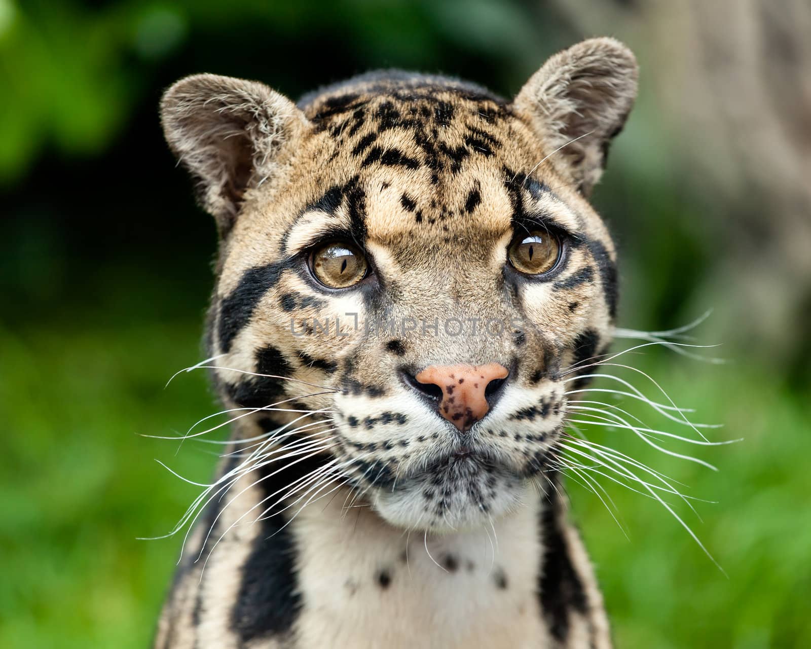 Head Shot Portrait of Beautiful Clouded Leopard Neofelis Nebulosa