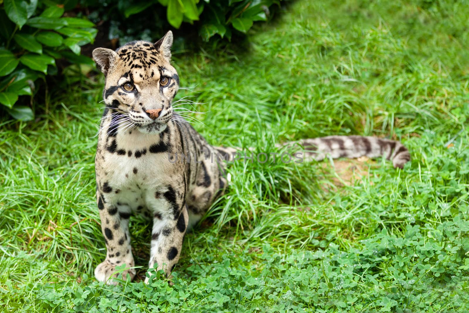 Clouded Leopard Stitting on Grass Pensive by scheriton