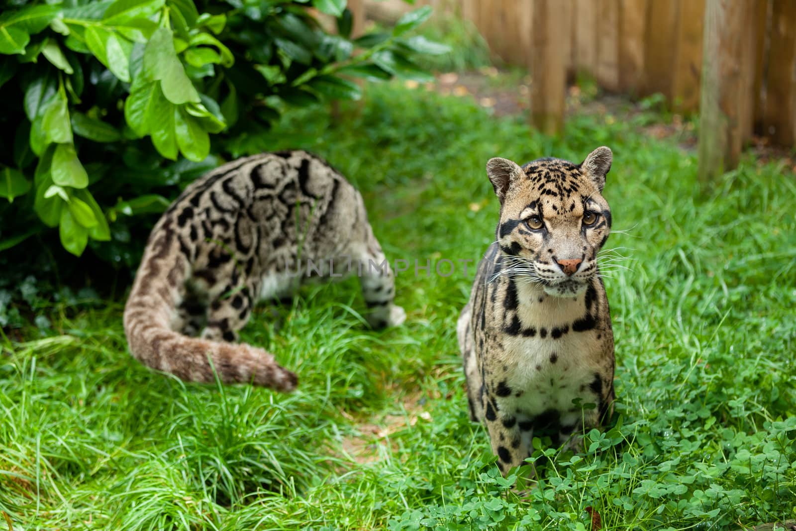 Male Clouded Leopard Posing with Female in Background Neofelis Nebulosa