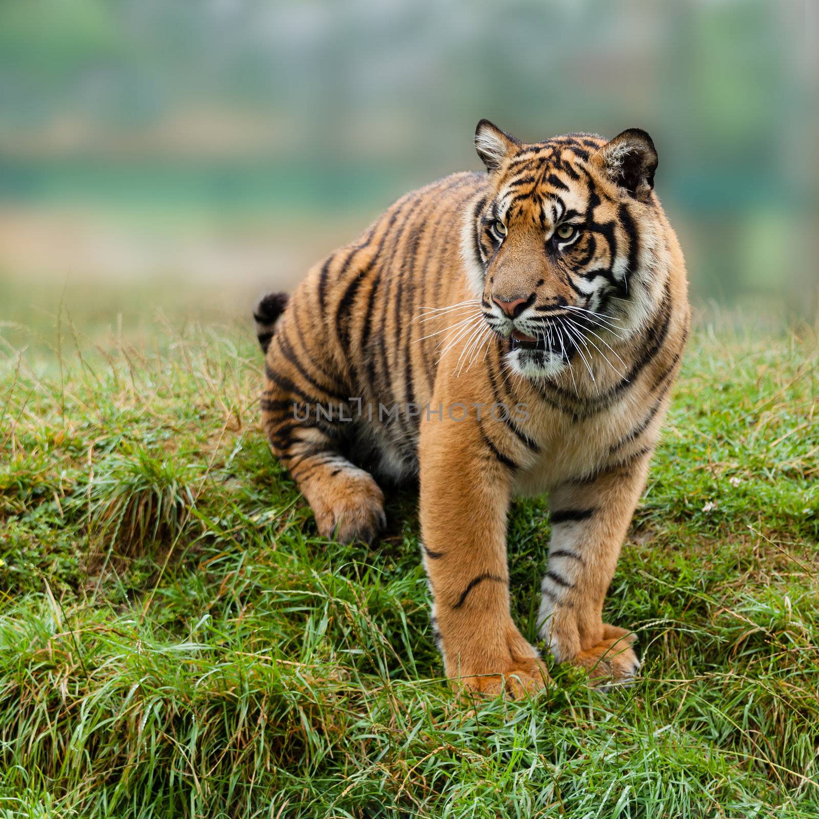 Sumatran Tiger Sitting on Grassy Bank Panthera Tigris Sumatrae