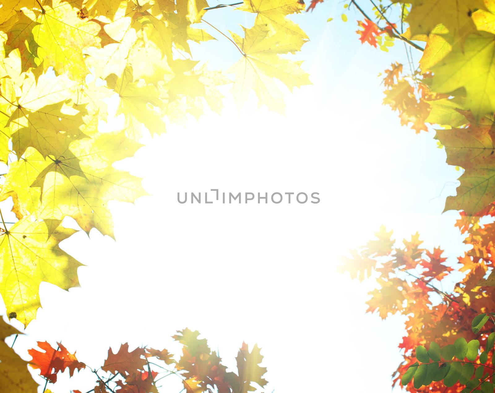 Autumn Background by Pakhnyushchyy