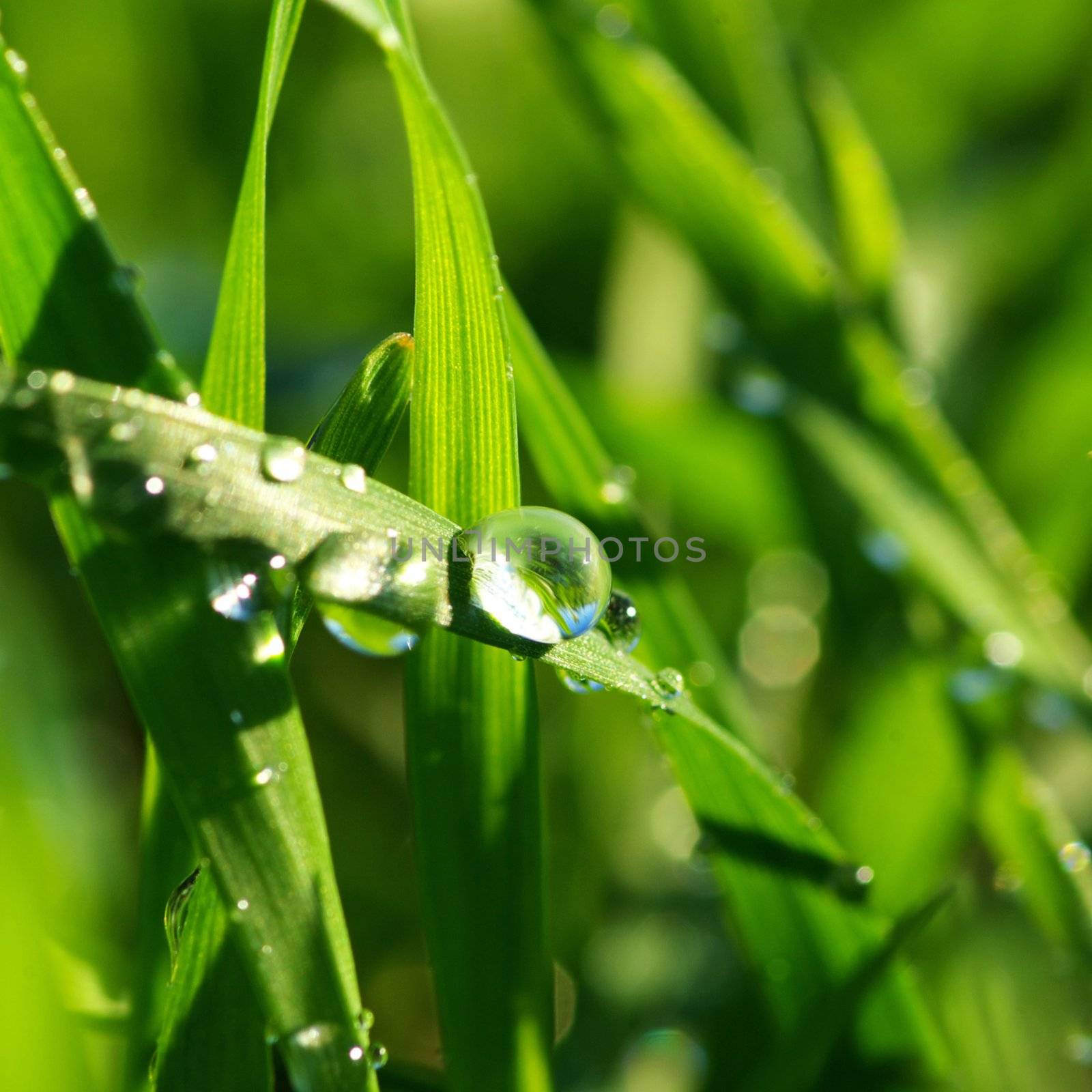 Dew drop on a blade of grass 