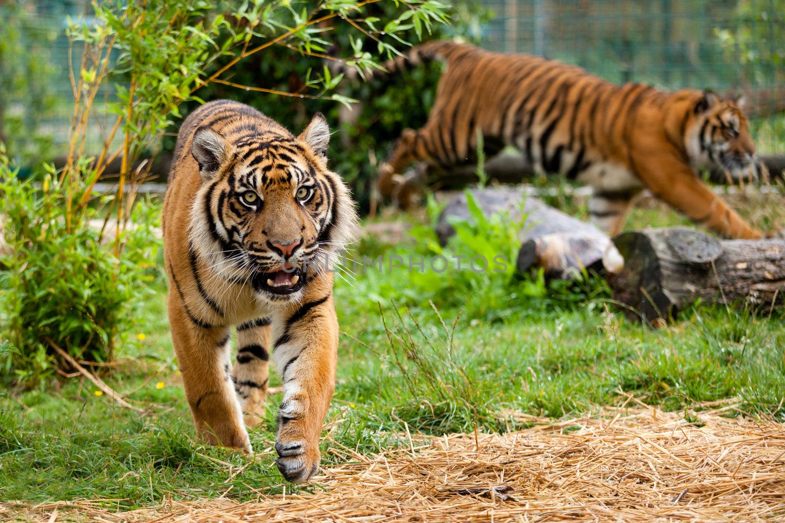 Two Young Sumatran Tigers Running and Playing Panthera Tigris Sumatrae