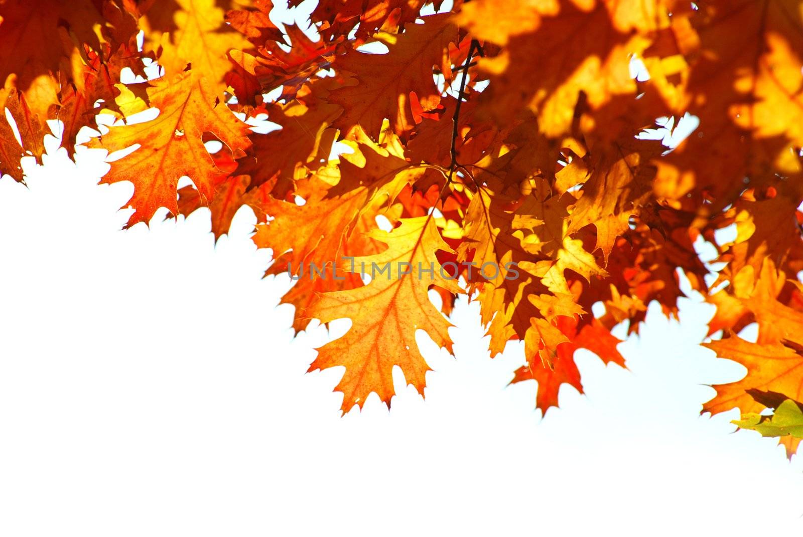 autumn by Pakhnyushchyy