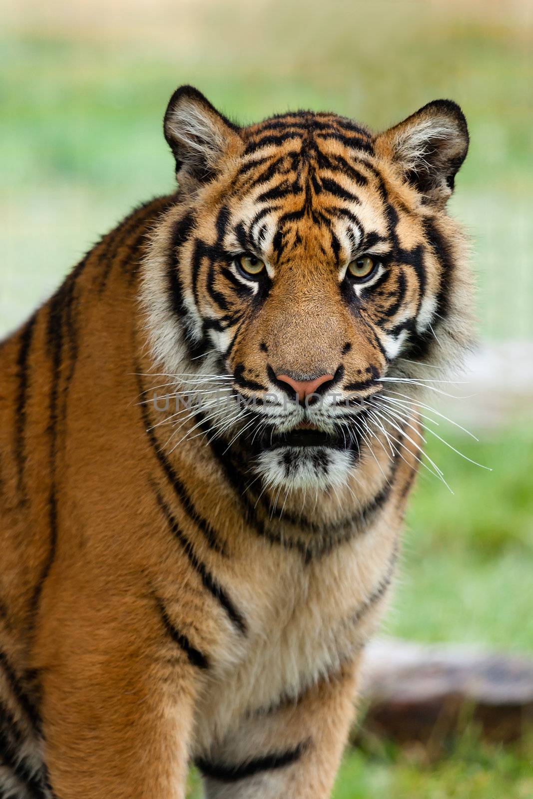 Portrait of Beautiful Sumatran Tiger Panthera Tigris Sumatrae