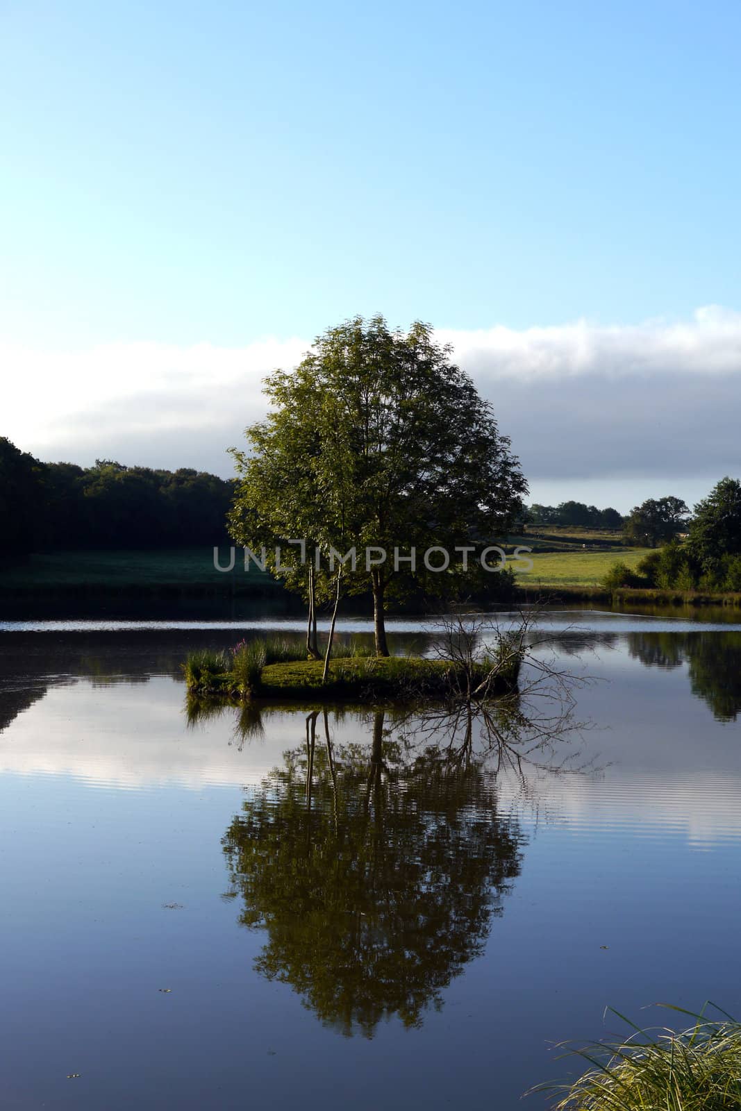 tree reflected in the water