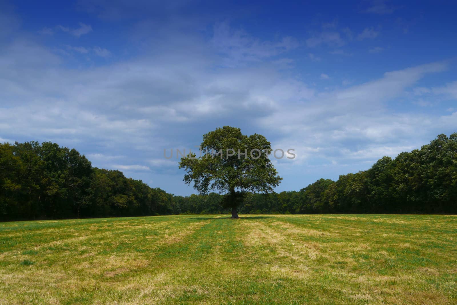 single tree in a field