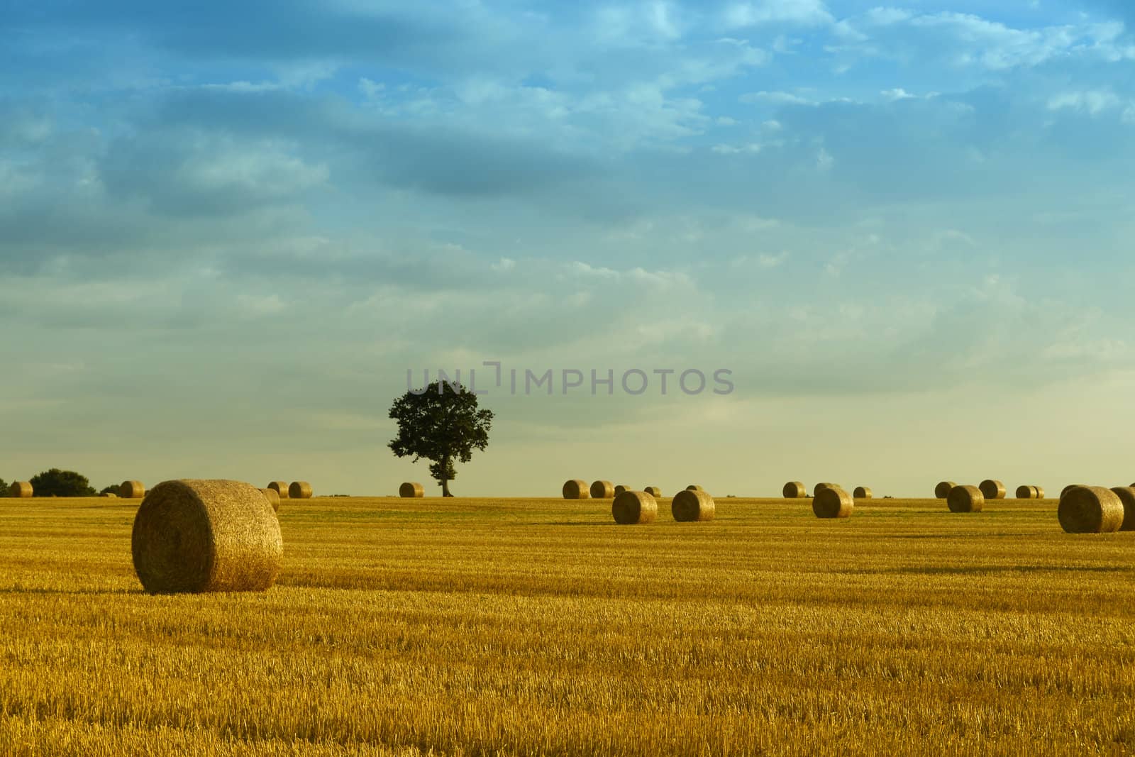 hay bales in a field