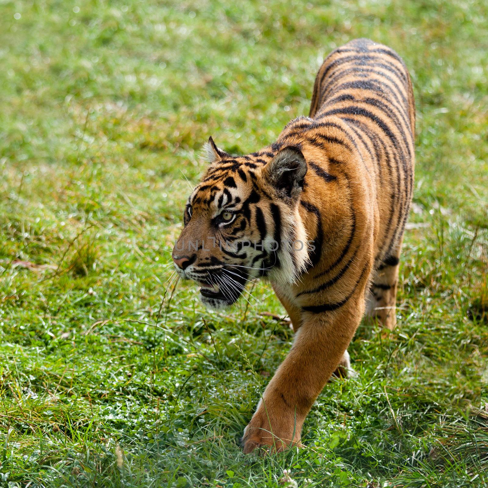 Sumatran Tiger Pacing Through Grass Panthera Tigris Sumatrae
