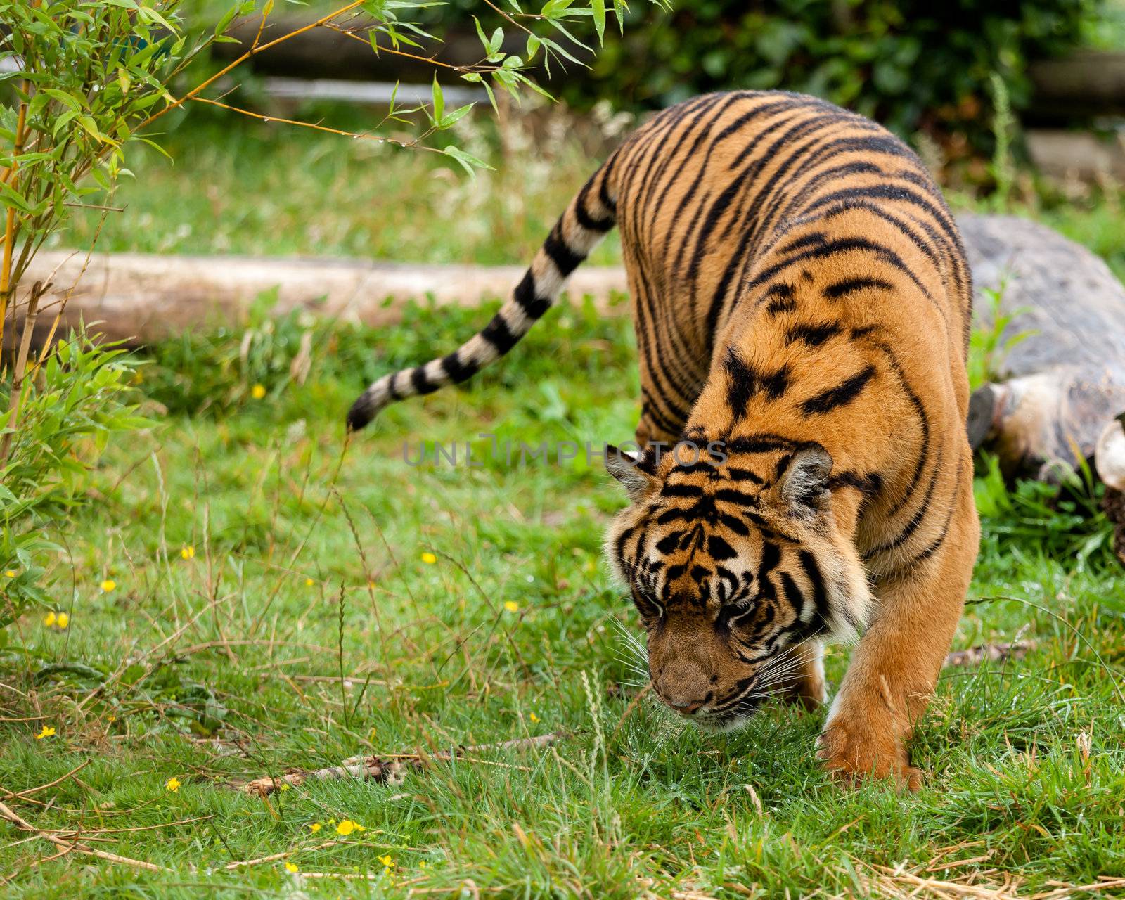 Young Sumatran Tiger Sniffing Something in Wet Grass Panthera Tigris Sumatrae