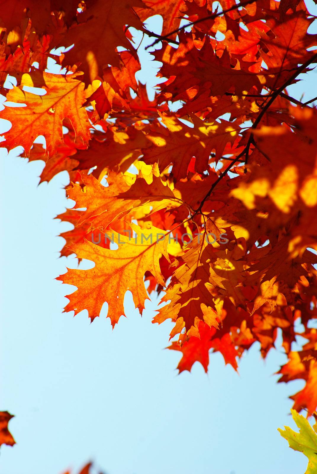 autumn leaves background in sunny day