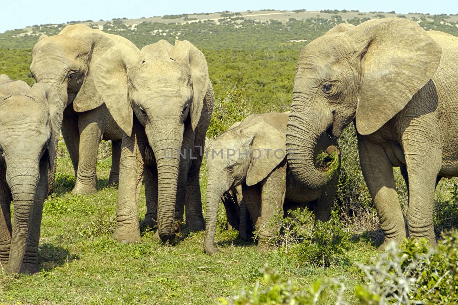 elephant family with baby