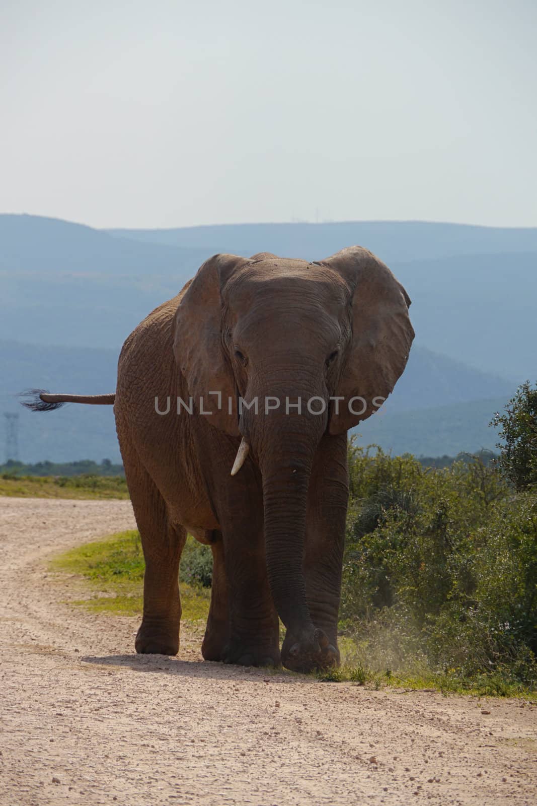single elephant, classic view